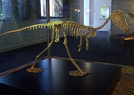 Реконструкция скелета Alvarezsaurus