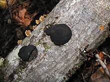 Depicts a black, round fungus growing on a tanoak in the Mendocino Woodlands.
