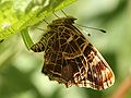 Map butterfly (Araschnia levana) laying strings of eggs.