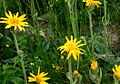 Arnica montana