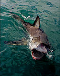 Clear agonistic gaping behavior observed in Great White Shark.