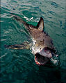 Image 2Clear agonistic behaviour observed in Great White Shark (from Shark agonistic display)