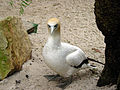 Un fou austral au zoo de Melbourne