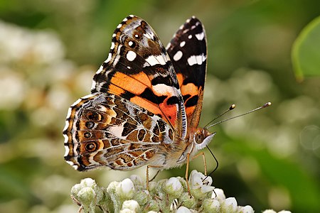 Australian painted lady, by Fir0002