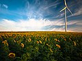 Champ de tournesols et éolienne