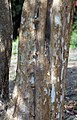 Corteza del árbol Calcuta, Bengala Occidental, India.