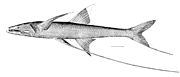 Tripod fish Bathypterois grallator