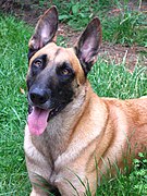 A male Belgian Malinois