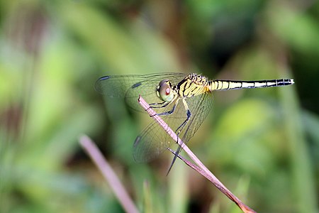 Diplacodes nebulosa female