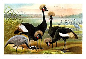 Membros da família Gruidae numa ilustração de A. Brehm