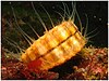 The spiny scallop with its tentacles extended