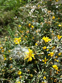 Isopiiskasalaatti (Chondrilla juncea)