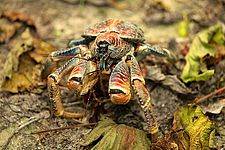 Coconut crab (Birgus latro)