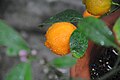 Citrus × limonia' - Rangpur, fruit and foliage