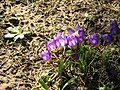 Crocus sieberi subsp. sublimis 'Tricolor'