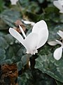 Cyclamen hederifolium 'Album' flower