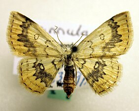 Lönngördelmätare, Cyclophora annularia