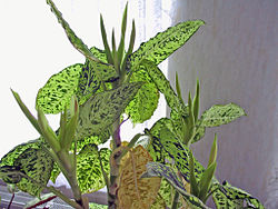 Dieffenbachia em flor.