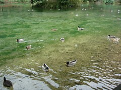 Ducks at Vrelo Bosne, Sarajevo 05