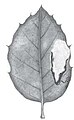 Leafmine