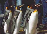 King Penguins (Aptenodytes patagonicus) at Edinburgh Zoo