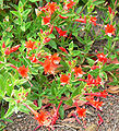 Epilobium canum