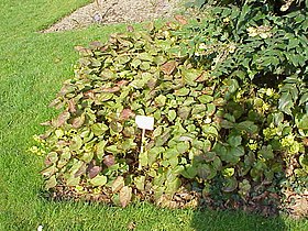 Epimedium pinnatum