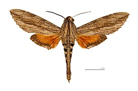 Dorsal side.