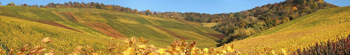 Os viñedos de Fellbacher no outono