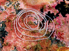 Coryphella verrucosa, spawn, Gulen Dive Resort, Norway