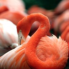 An orange flamingo in the National Zoo in Washington, D.C.