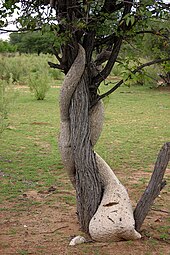 thick, pale stem twining around a tree