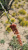 Ocotillo flowering in front of other desert flowers.