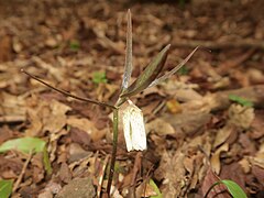 開花時、葉が暗赤紫色になる個体。