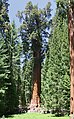 General Sherman Tree