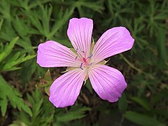 花は紅紫色で、花弁の基部に白色の軟毛が密生する。