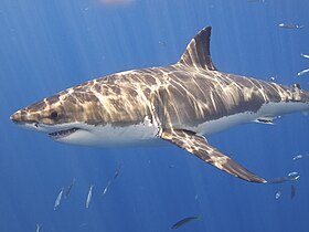 Grand requin blanc (Carcharodon carcharias).