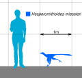 Hesperornithoides