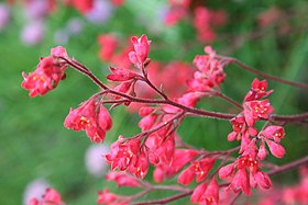 Heuchera x brizoides