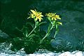 Hieracium lucidum