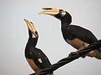 Hornbill