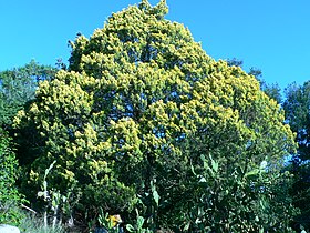 cult. aurea no Arboretum Lussich, Uruguai