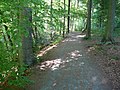 Am höchsten Punkt des Waldweges