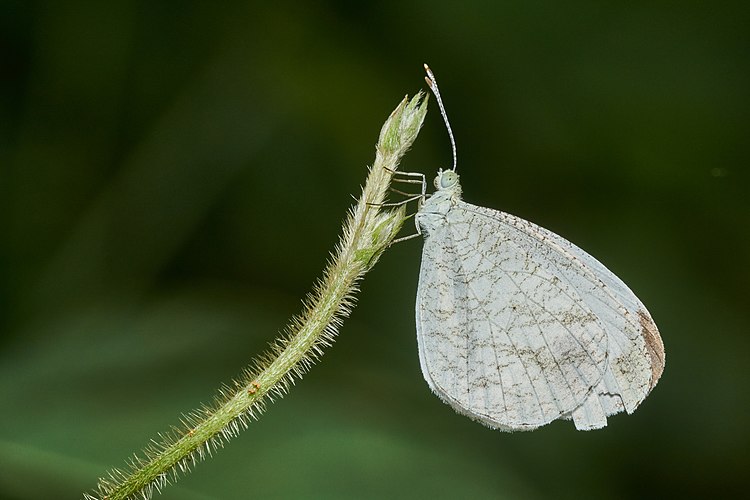 Бабочка-белянка Leptosia nina