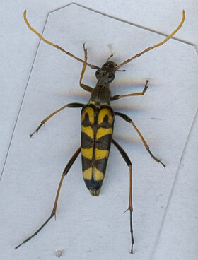 Leptura annularis