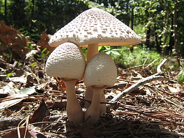 Leucoagaricus americanus