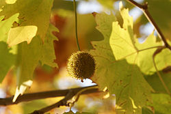 Platanus × hispanica