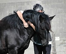 Tête d'un cheval noir à la crinière abondante, un homme ayant la tête cachée par son encolure, ses bras l'entourant.