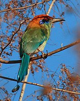 Russet-crowned Motmot