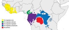 Distribuição geográfica de Pan troglodytes e de Pan paniscus (em vermelho).